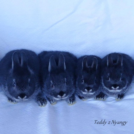 Vrh V27 - VOLNÍ 2 KLUCI A 1 HOLČIČKA K REZERVACÍM !!!